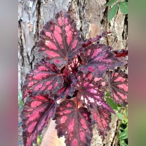 1 LIVE PLANT BEGONIA HARMONYS RED HOTS 4" Growing Pot Ships NO POT